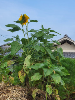ひまわり　　出舞