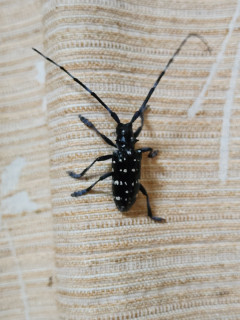 ゴマダラカミキリ　　　出舞