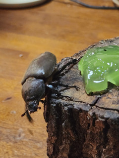 カブトムシ　　飛来　　　出舞