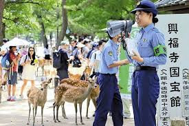 奈良公園の鹿と糞虫　　　出舞
