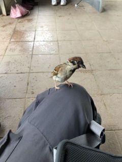 北の丸養生氣功会