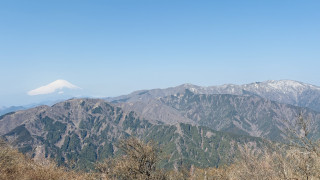 大山・不動尻のミツマタ