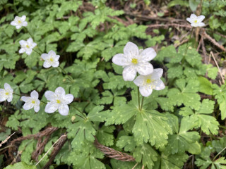 ニリンソウとパークヨガ