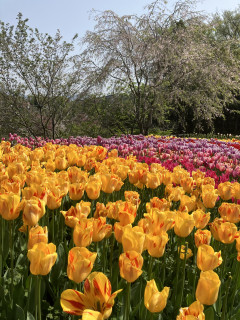 春爛漫！桜咲く渋沢丘陵ハイキング