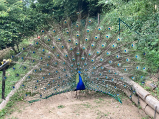 雨引山と常陸国出雲大社
