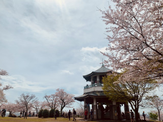 桜舞う、権現山・弘法山 de 花見山行
