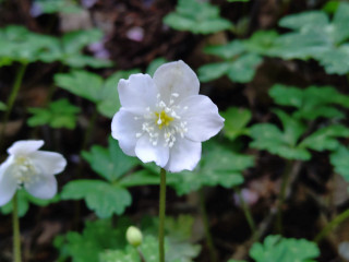 春の花とヨガを楽しむ山行