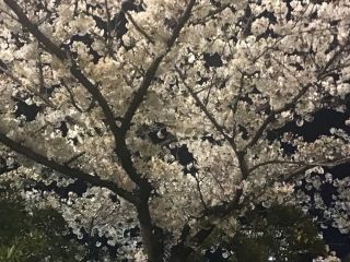 春全開 気温も最高