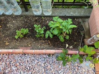 家庭菜園始めました。