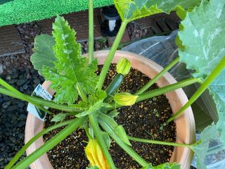 野菜が育っています。（一部の自治体で緊急事態宣言解除）