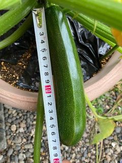 ズッキーニ収穫しました。（西日本の二府一県で緊急事態宣言解除）