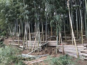 三浦市上宮田竹林整備