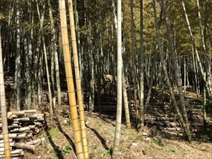 葉山町東伏見竹林整備