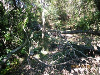 葉山町木古庭竹林整備活動