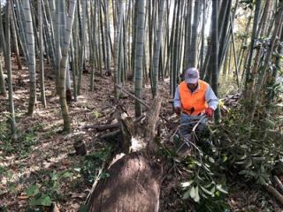三浦市半次B竹林整備