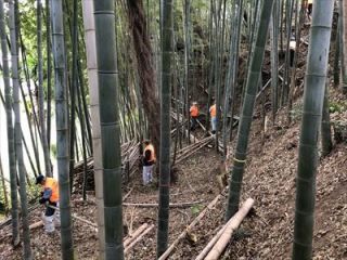 横須賀市津久井竹林整備