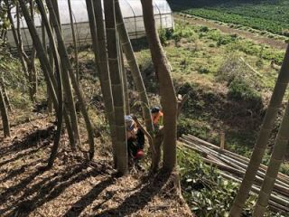 三浦市下宮田竹林整備