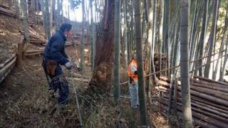 横須賀市津久井竹林整備