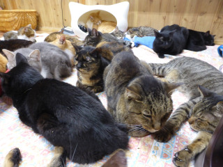 にゃんだ？祭りだ！ハッピーハウスだワン‼