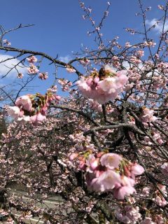 3月の活動お休みです