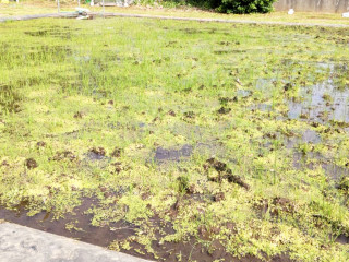 5年生の稲作体験が始まりました