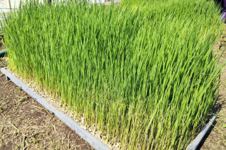 5年生が田植えを行いました