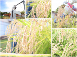 5年生が『稲作体験』で稲刈りを行いました