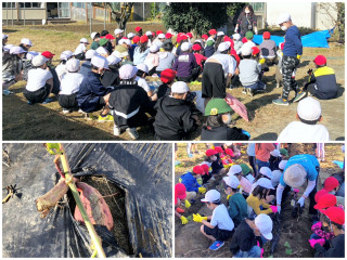 一年生の芋掘り体験が行われました