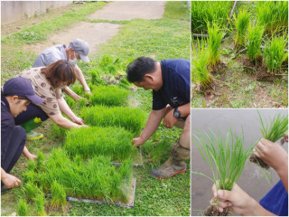 ５年生が田植えを行いました