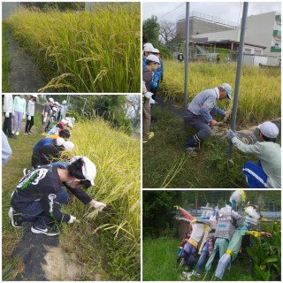 5年生が『稲作体験』で稲刈りを行いました