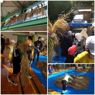 5年生が『稲作体験』で脱穀を行いました