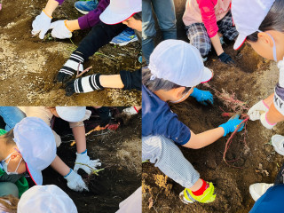 １年生　芋掘り