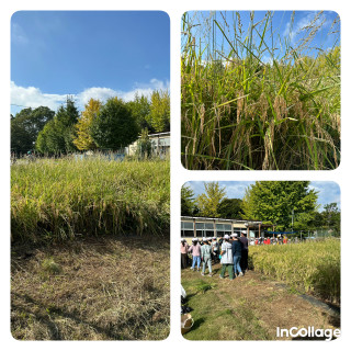 5年生　「稲作体験」　稲刈り