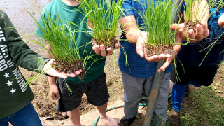 5年 田植え