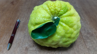 お楽しみﾀｲﾑ申告ﾚｰｽ