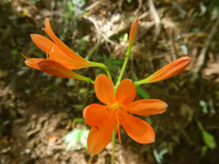 【クロカンコース】日陰Ｒｕｎ５⃣