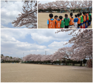 2022年度 始動 桜満開