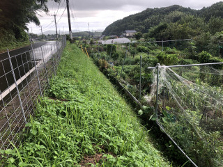 今日は小雨の中草刈りと肥料運び