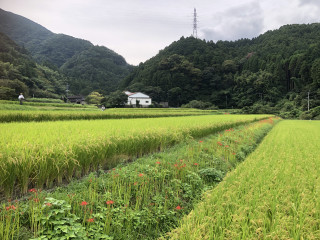 田んぼ、畦の草刈り