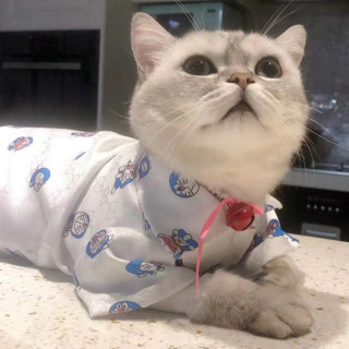 ブランド ディオール猫犬服とシャネル ペット用品