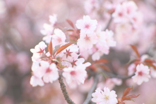 第27回 都内でお花見🌸