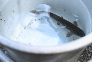 第33回　ニジマス釣りの回