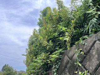 夏休み中の学校環境整備！単なる草刈りで終わらせない！