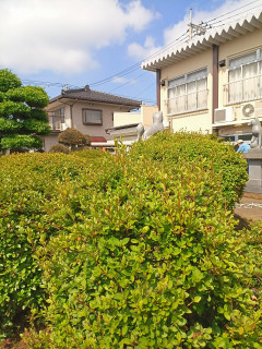 年に一度の庭木剪定