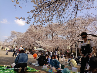 鴻巣公園　お花見