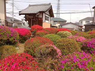 🌸つつじ開花状況🌸宮地会館🌸御花稲荷神社境内