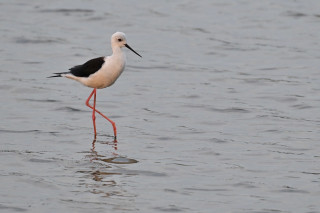 大量のサギに大興奮＠伊佐沼