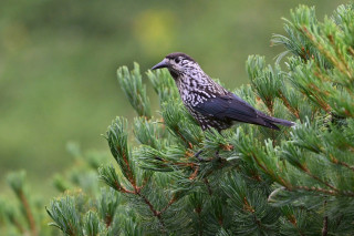 立山でライチョウを(σ･∀･)σｹﾞｯﾂ!!
