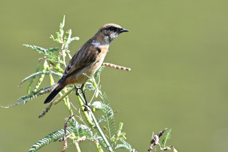 秋の気配とともに ─ 鳥活＠水元公園レポート
