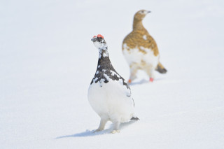 雪の大谷を抜けると、そこは雷鳥の楽園でした。みくりが池温泉に泊まる立山遠征記